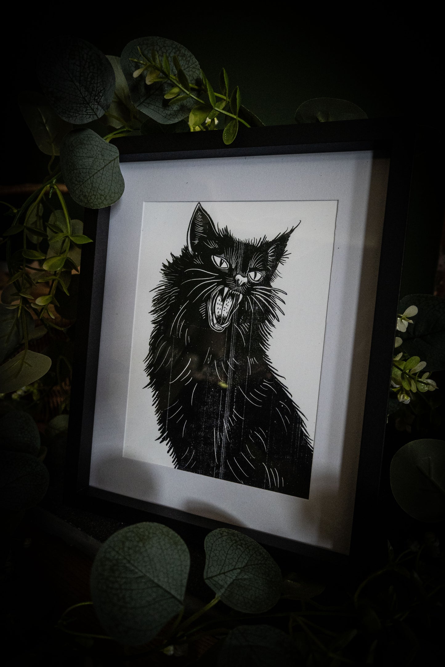 Black cat
